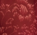 Garnet Floral 