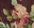 Mocha Floral