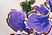 Violet Floral